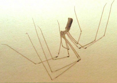 Daddy Long Leg Pest Control Sacramento