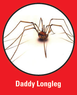 Daddy Long Leg Pest Control Sacramento, CA
