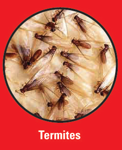 Termites Sacramento