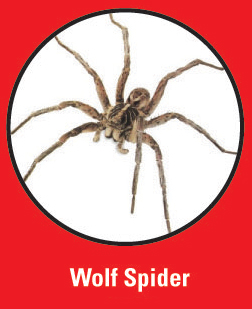 Pest Control Sacramento, CA