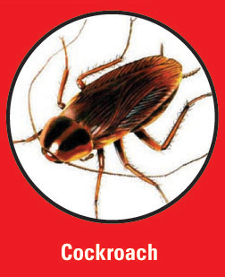 Pest Control Sacramento, CA