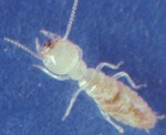 Sacramento Termites