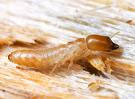 Sacramento Termites