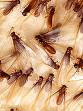 Drywood Termite Davis