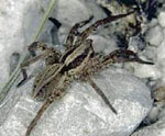 Spiders Davis Wolf Spiders Davis