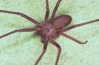 Brown Recluse Spider Davis