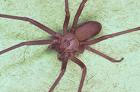Spiders Davis Brown Recluse Spider Davis