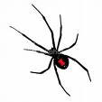 Black Widow Spider Davis