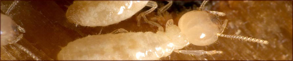 Sacramento Termite Treatment