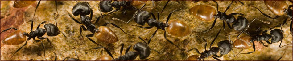 Pest Control in Davis Pest Control in Davis