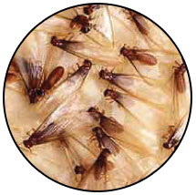 Termites Season Sacramento, CA