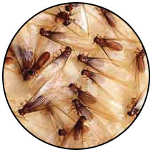 Termites