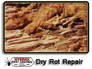 Termites Sacramento Termites Sacramento