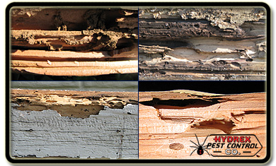 Termite Damage Sacramento