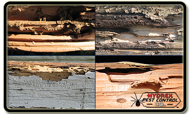 Termite Damage Sacramento Termite Damage Sacramento