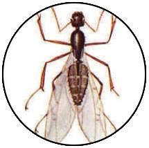 Sacramento Ant Pest Control