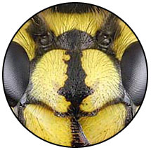 Yellow Jackets Pest Control