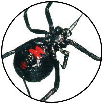 Sacramento Black Widow Pest Control