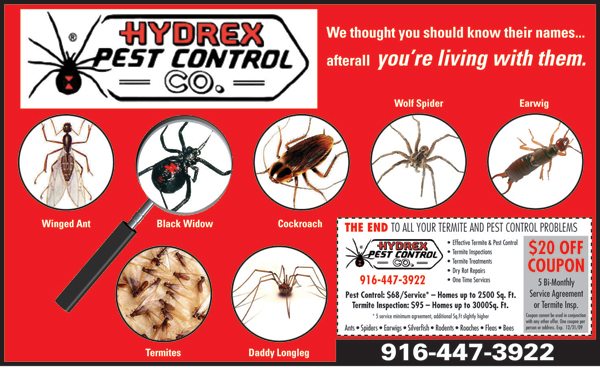 Termite Control Sacramento