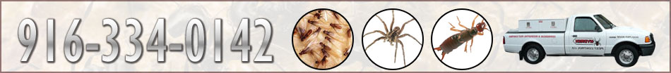 Contact Termites Sacramento