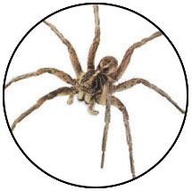 Sacramento Wolf Spider Pest Control